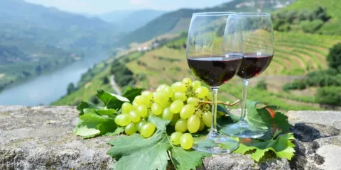 Best Wine Tours in Porto & Douro Valley: Complete Guide - US visitors to Algarve