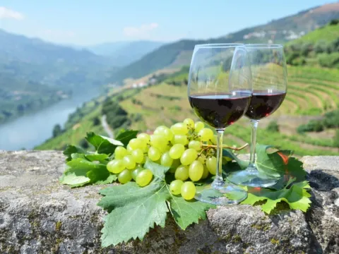 Best Wine Tours in Porto & Douro Valley: Complete Guide - Portugal Activities Blog