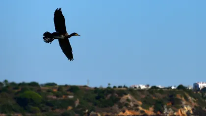Atividades de grupo ecológicas para amantes da natureza no Algarve