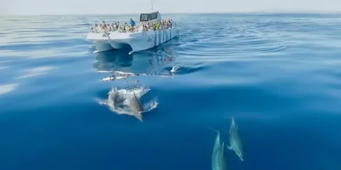 Dolphin Watching in Algarve: The Best Boat Tours & Experiences - 19th Hole Vilamoura