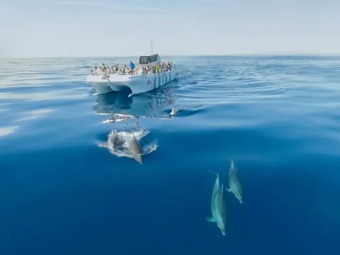Observação de Golfinhos no Algarve: Os Melhores Passeios de Barco - Blogue Portugal Activities